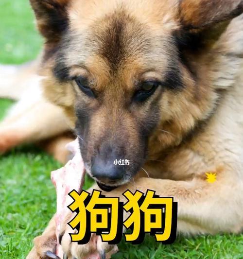 2个月小狗需要吃什么？幼犬的饮食安排有哪些建议？