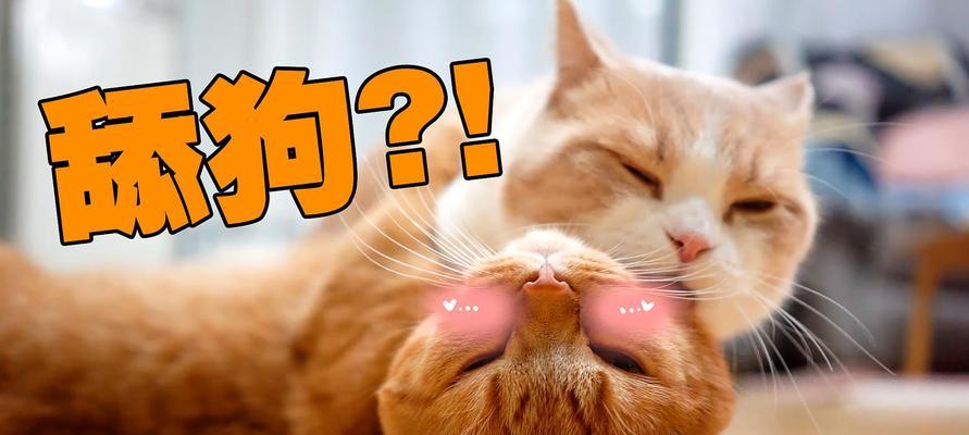 宝宝被猫吓到了怎么办？宝宝和猫咪的相处有哪些注意事项？