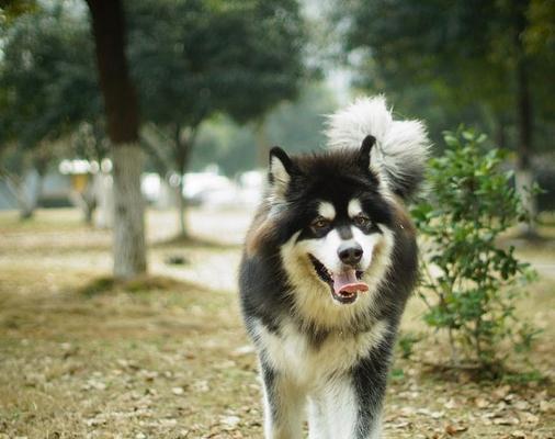 阿拉斯加犬吃啤酒好吗？狗狗可以吃哪些食物？