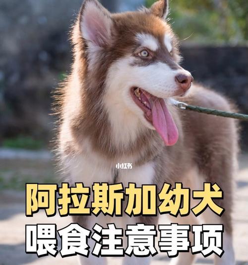 3阿拉斯加吃多少狗粮？阿拉斯加犬的食量和饮食安排是怎样的？