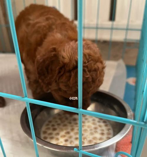 40天泰迪怎么吃狗粮？泰迪幼犬的饮食安排有哪些建议？