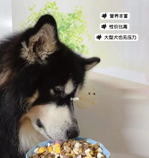 2个月狗狗狗粮要泡吗？幼犬狗粮的喂食方法有哪些？