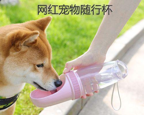 50天泰迪需要喝水吗？泰迪幼犬的饮水需求和注意事项有哪些？