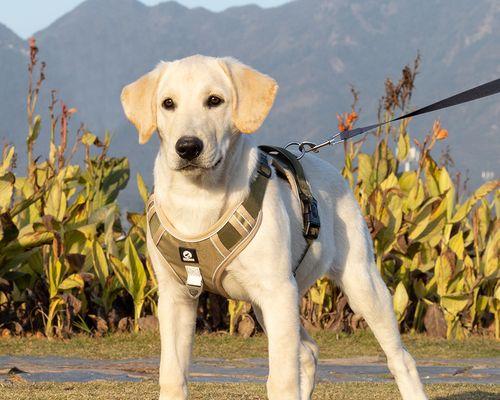 阿拉斯加犬跟萨摩耶那个好养？两种狗狗的饲养难度和特点有哪些？