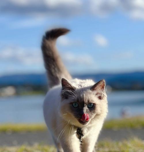 边牧布偶猫一起养好吗？边牧和布偶猫的饲养方法和注意事项有哪些？