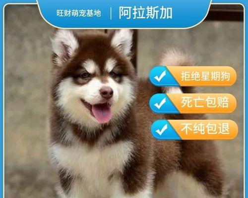 阿拉斯加幼犬老咬我脚怎么办？狗狗咬人行为的纠正方法有哪些？