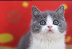 矮脚折耳猫如何配种？矮脚猫和折耳猫配种要注意什么？