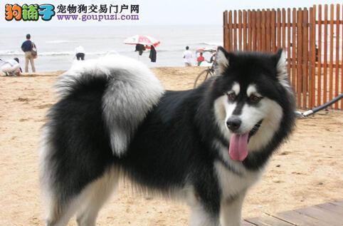 阿拉斯加犬能长多重？阿拉斯加犬体重上限是多少？