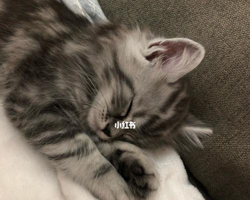 4个月猫咪喜欢睡觉正常吗？猫咪睡眠时间多长合适？