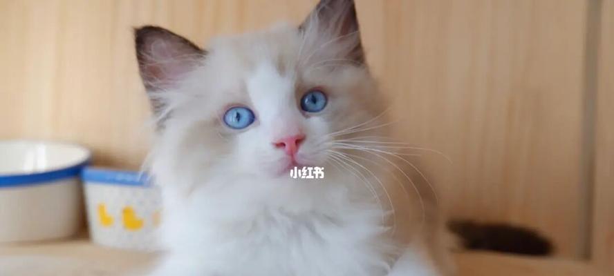 7个月大布偶猫体重多少正常？布偶猫体重标准是什么？