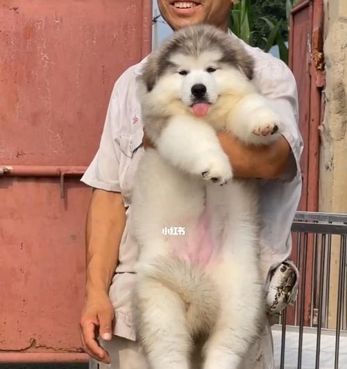 白色阿拉斯加犬有哪些特点？阿拉斯加犬品种介绍？