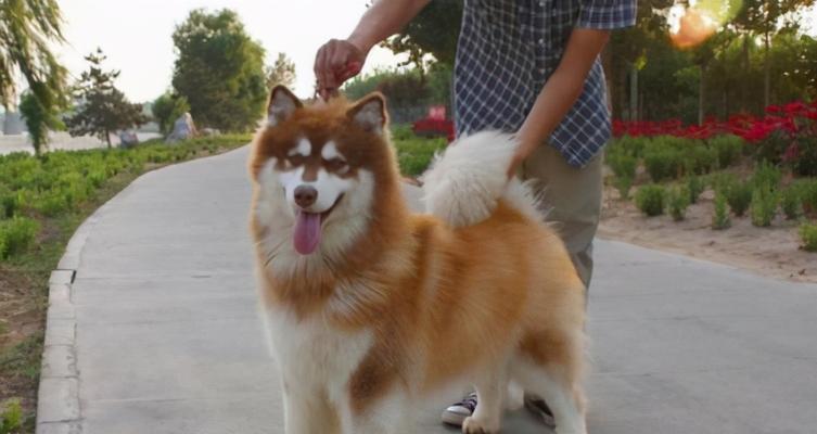 阿拉斯加犬的8个特点？阿拉斯加犬有哪些独特之处？