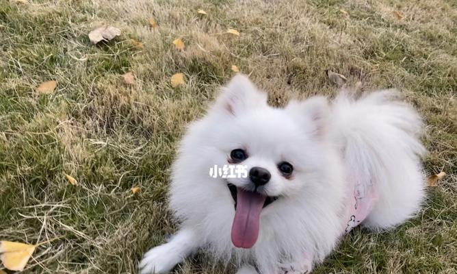 5个月的博美幼犬怎么养？博美幼犬饲养方法是什么？