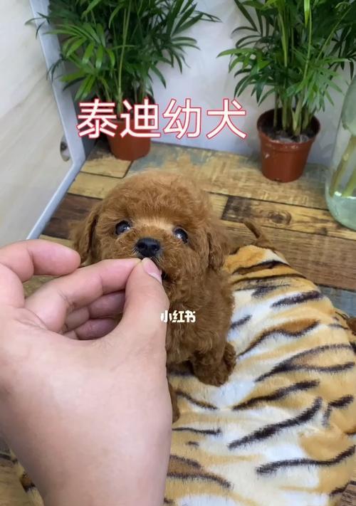 40天泰迪幼犬体内驱虫？泰迪体内驱虫方法有哪些？