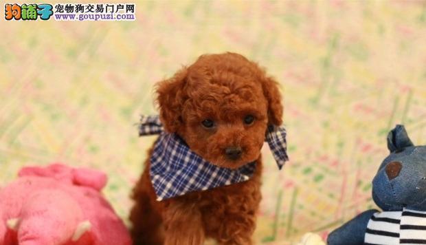 3个月泰迪狗狗喂养？泰迪幼犬饲养方法是什么？