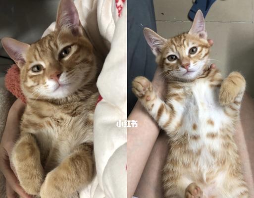 3个月小猫几个月可以受孕？猫咪怀孕注意事项有哪些？