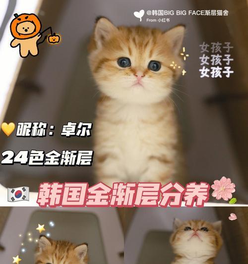 wcf猫咪血统证书？wcf猫咪血统证书申请流程是什么？