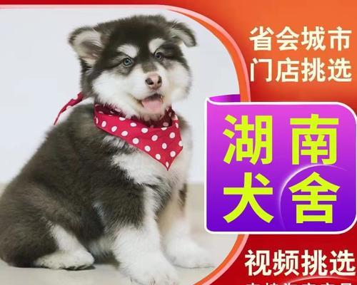 阿拉斯加犬好吃吗？阿拉斯加犬肉质特点是什么？