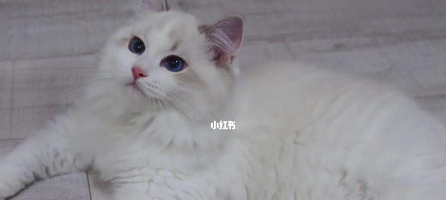 45天的布偶猫吃什么？布偶猫幼猫饮食建议是什么？