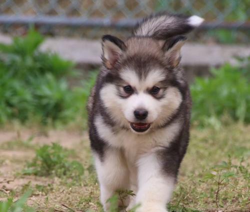 阿拉斯加幼犬增肥？阿拉斯加幼犬增肥方法有哪些？