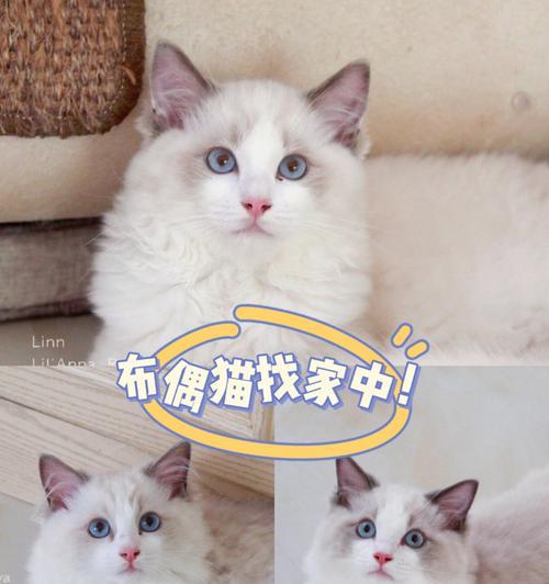 miumiu是只布偶猫怎么了？miumiu布偶猫故事是什么？