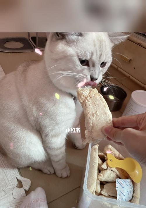 3个月猫咪能吃鸡肉吗？猫咪幼猫饮食建议是什么？