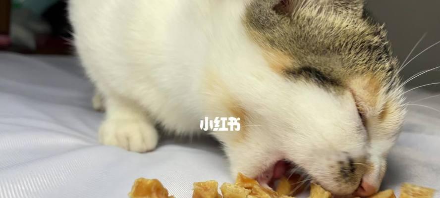 3个月猫咪能吃鸡肉吗？猫咪幼猫饮食建议是什么？