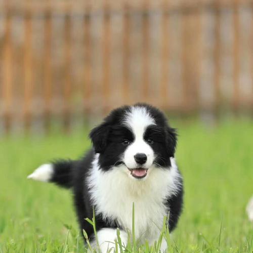 边牧幼犬吃一天多少？边牧幼犬饮食建议是什么？