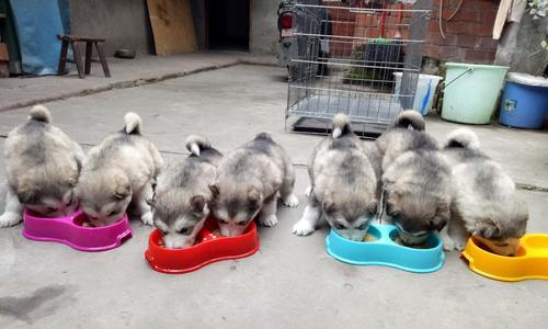 半岁阿拉斯加犬食谱？阿拉斯加犬幼犬饮食建议是什么？