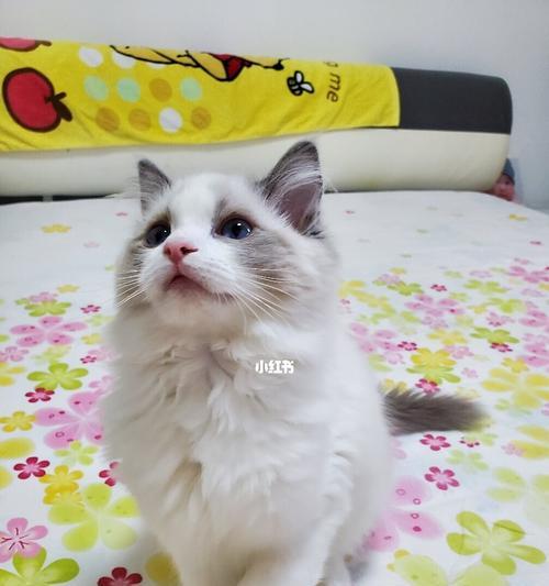 56个月的布偶猫？布偶猫成猫特点是什么？