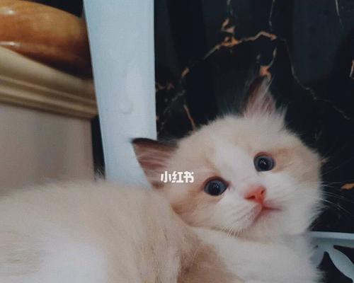 2个月的布偶猫途？布偶猫幼猫饲养方法是什么？