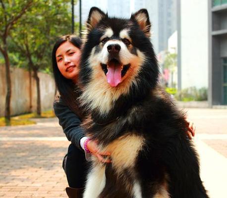 3个月的阿拉斯加犬才6斤？阿拉斯加犬体重标准是多少？