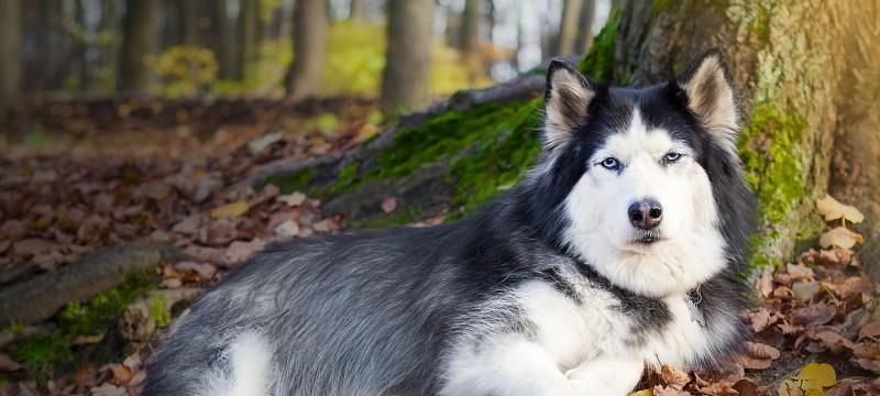 阿拉成犬感冒了怎么办？阿拉斯加成犬感冒治疗方法是什么？