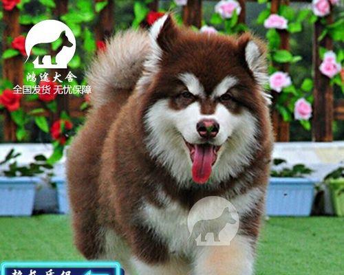 阿拉斯加雪橇犬独处？阿拉斯加犬独处注意事项是什么？