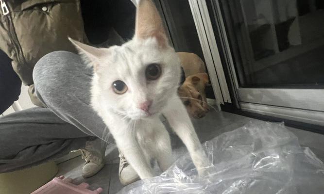 3个月小猫吃就睡？猫咪幼猫行为特点是什么？