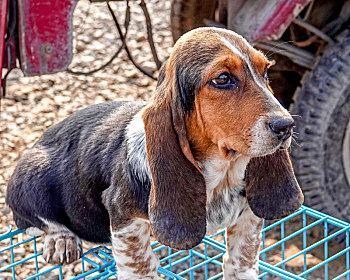 巴吉度犬有什么特征？巴吉度犬性格特点有哪些？