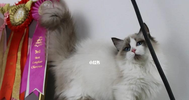 矮脚布偶猫性格怎么样？矮脚布偶猫有哪些特点？