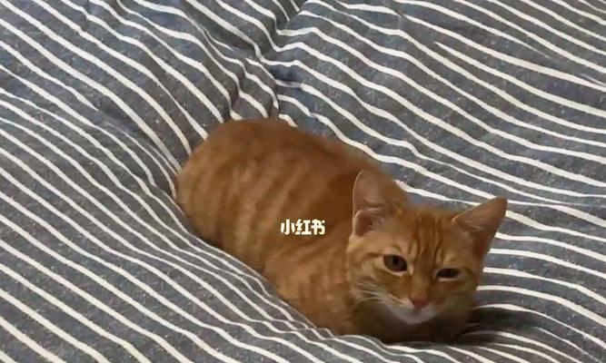 被窝里的猫咪怎么处理？猫咪钻被窝解决方法有哪些？