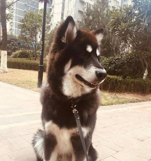 阿拉斯加犬怎么修毛？阿拉斯加犬修毛注意事项有哪些？