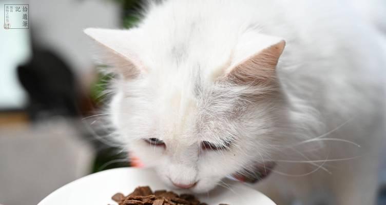 3个月猫咪吃多少猫粮？猫咪不同阶段食量是多少？