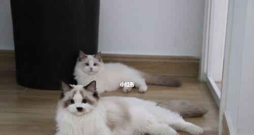 nice布偶猫舍怎么样？nice布偶猫舍的猫咪品质如何？