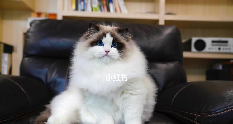 8个月10斤布偶猫正常吗？布偶猫的体重标准是多少？