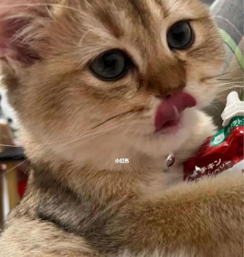 4个月的猫咪感冒怎么办？猫咪感冒的症状和治疗方法是什么？