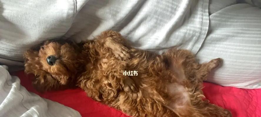 24天小泰迪怎么喂？泰迪幼犬的喂食方法和注意事项有哪些？