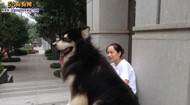 6个月阿拉斯加犬肩高多少？阿拉斯加犬不同年龄段的肩高标准是什么？