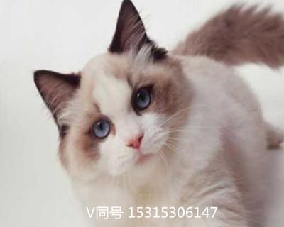 白沙漏形状布偶猫是什么？白沙漏形状布偶猫的特点有哪些？