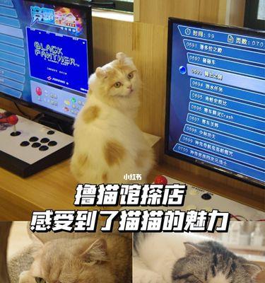 5个月布偶猫一天喂几次？布偶猫喂食频率及注意事项有哪些？