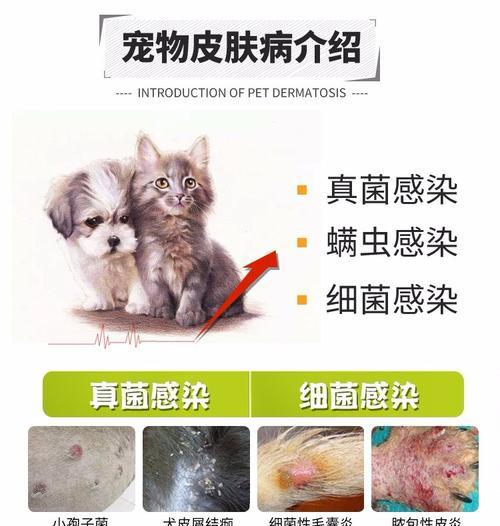 4个月泰迪吃什么保持毛色？泰迪犬饮食与毛发护理方法有哪些？