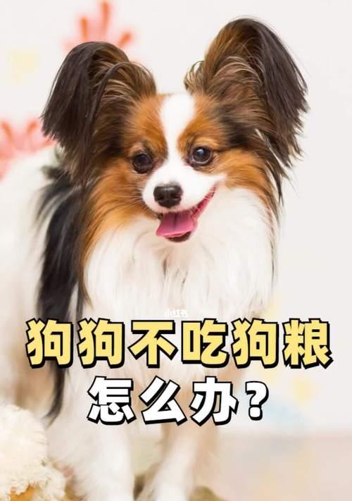 5斤的狗狗每天喂多少狗粮？不同体重的狗狗喂食量是多少？