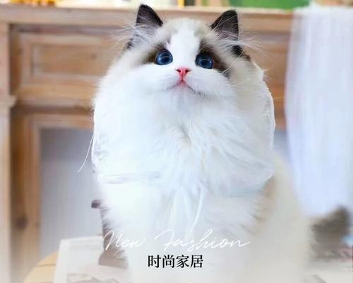 10天内猫咪没死？猫咪不吃东西怎么办？